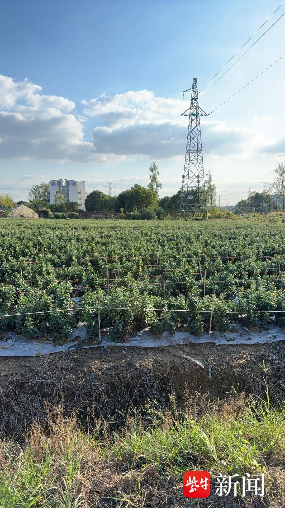 热带水果扎根江苏！句容小伙在当地首次种植出百香果